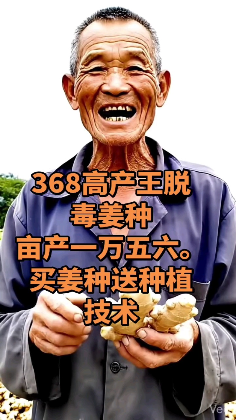 《山东姜种》优质368高产姜种/脱毒姜种/上门指导/价优