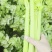 鹿邑毛菜开卖，单颗超一斤，70-80公分