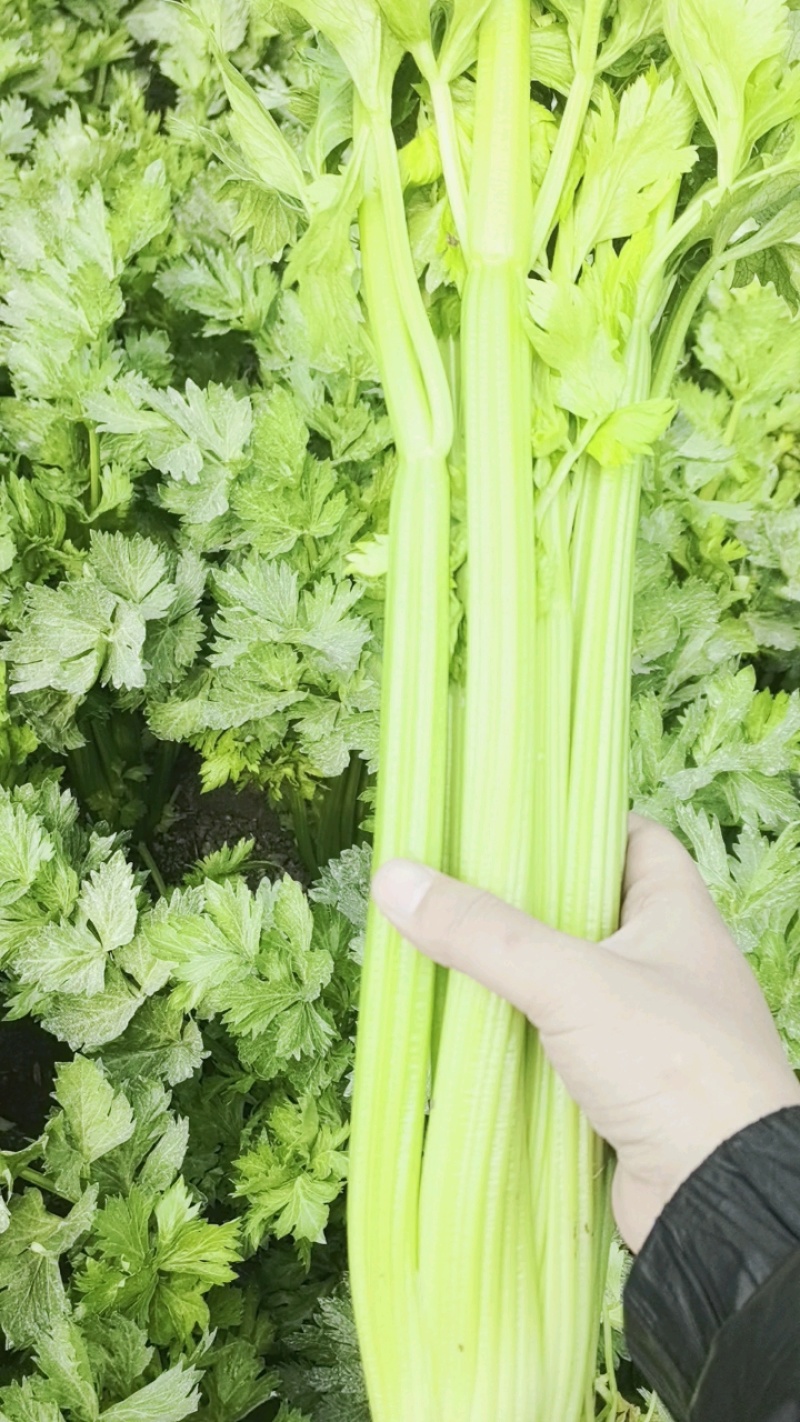 鹿邑毛菜开卖，单颗超一斤，70-80公分