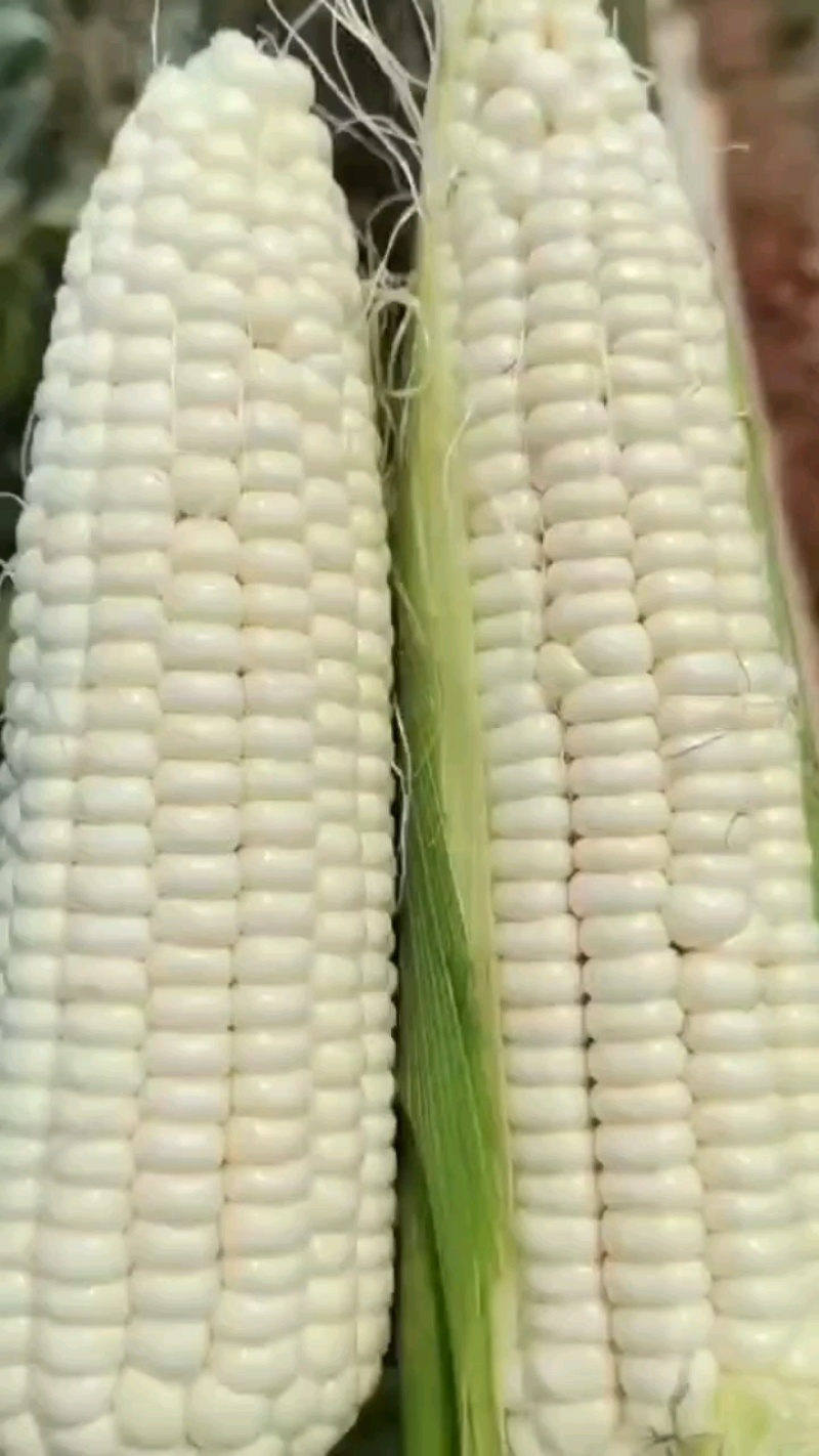 甜糯玉米
