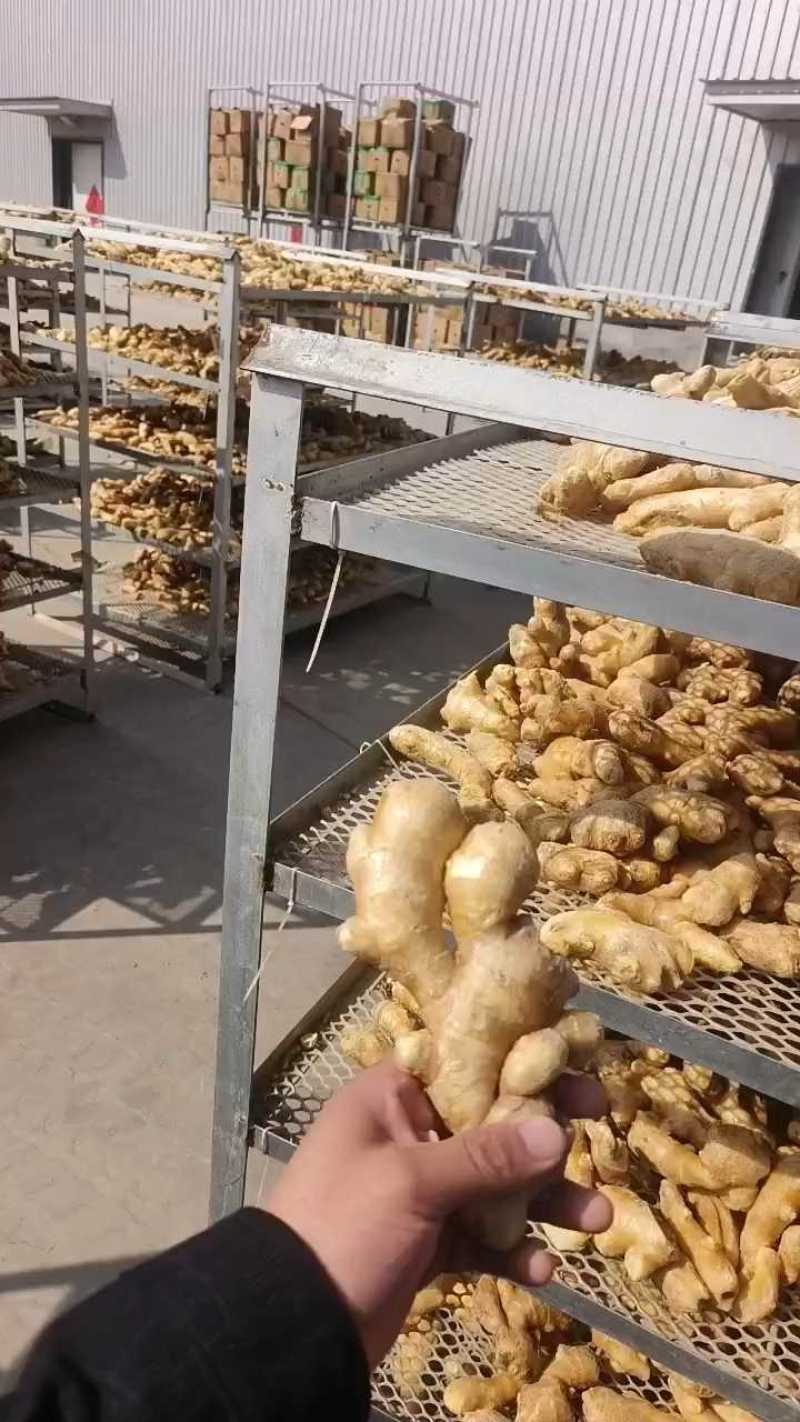 产地批发（大黄姜水洗姜风干姜）电商/批发市场/加工厂