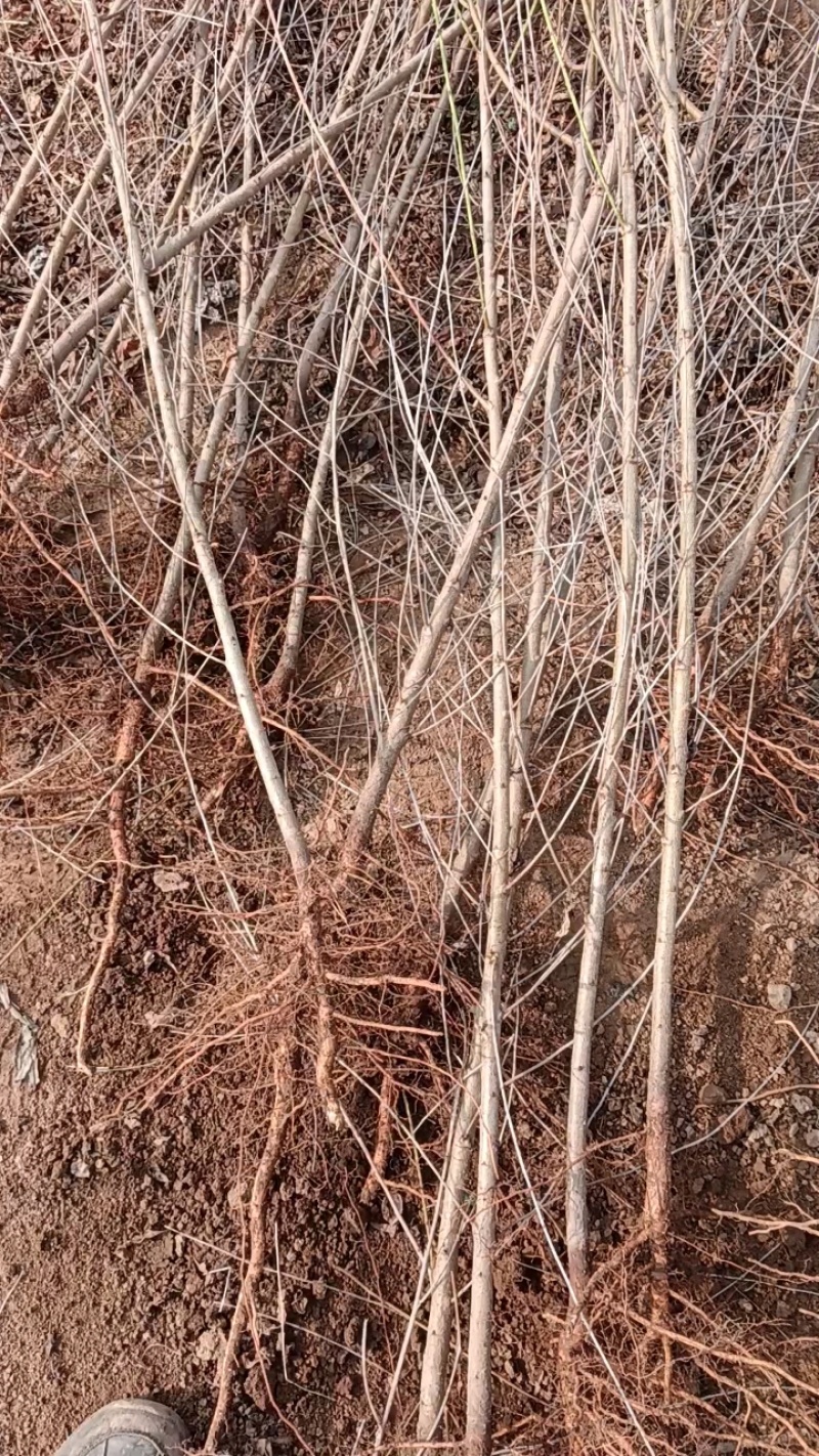 毛桃苗，自己种植十多苗，有十几万棵，当天挖苗，当天发货。