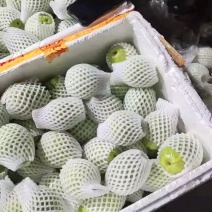 白心芭乐白心番石榴福建特产量大价优运输便利欢迎电联