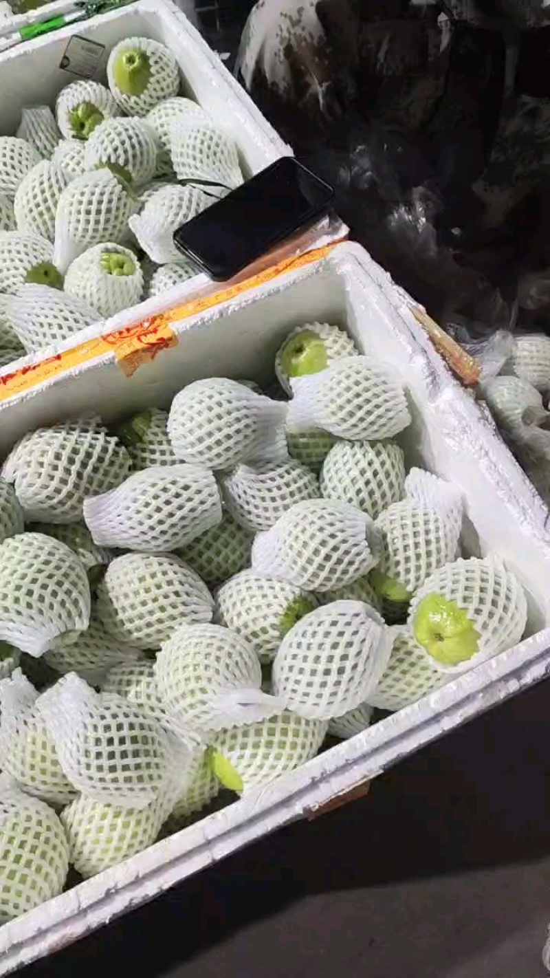 白心芭乐白心番石榴福建特产量大价优运输便利欢迎电联