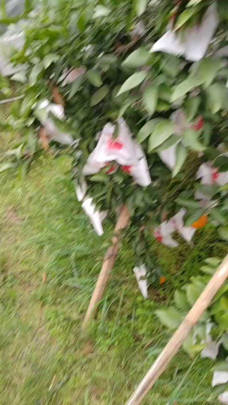 耙耙柑（春见柑桔）大量现货供应，可视频看货发全国