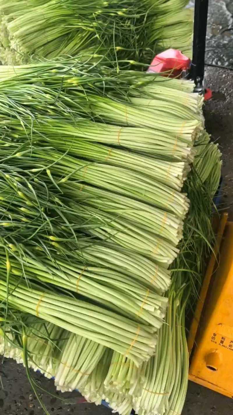 [白帽蒜苔]蒜苔各种规格对接商超市场电商欢迎来电