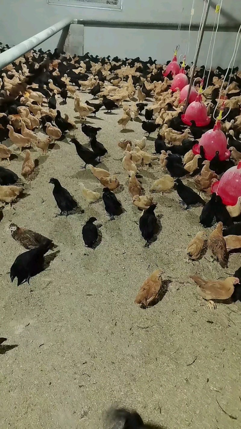 苏禽三色腿小草鸡