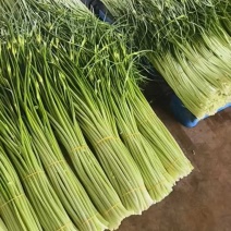 蒜苔产地大量上市，量大从优，保质保量，支持视频看货发货