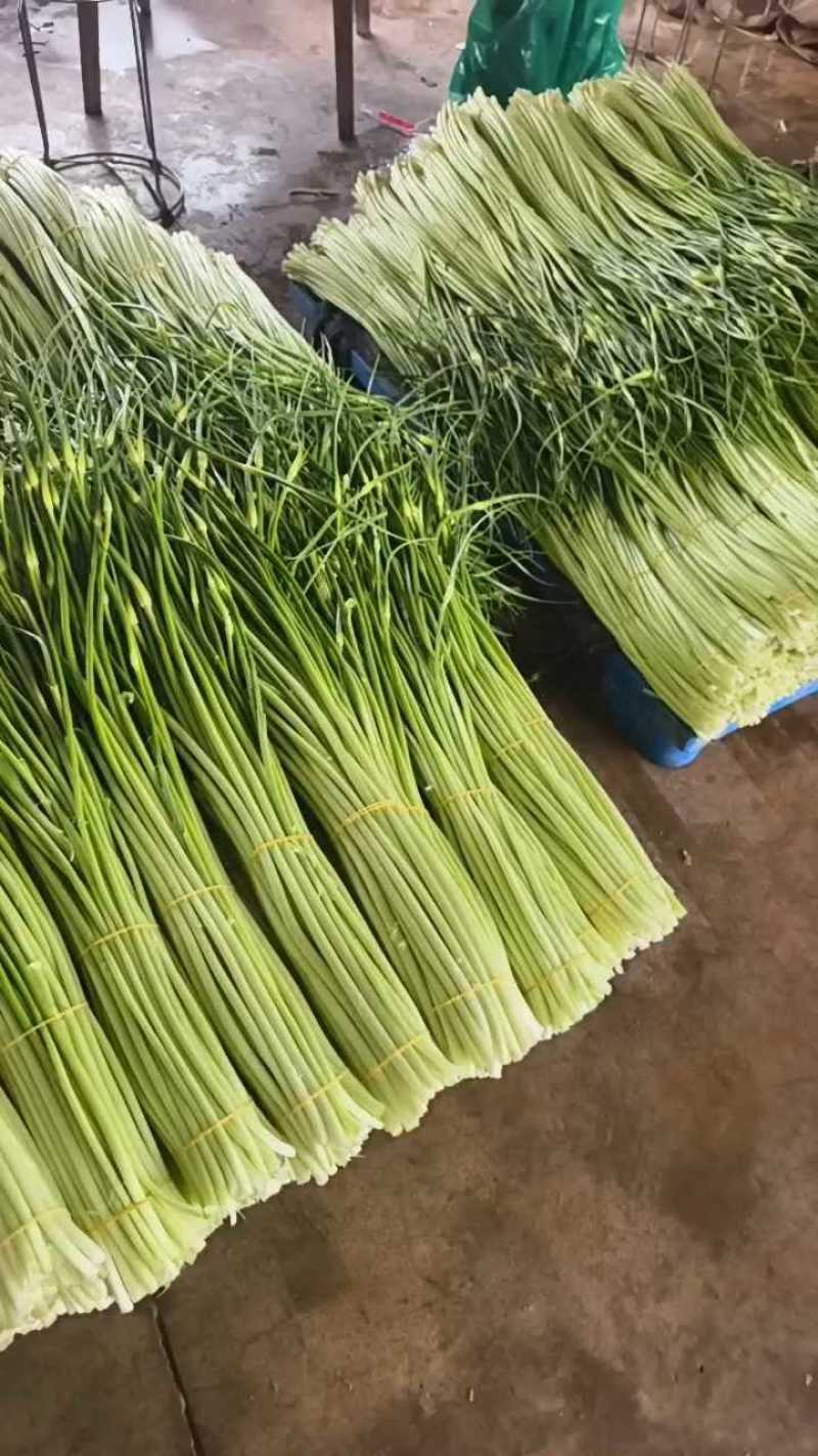 蒜苔产地大量上市，量大从优，保质保量，支持视频看货发货