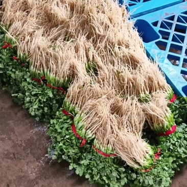 大叶香菜产地看货论价保质保量欢迎订购支持发货