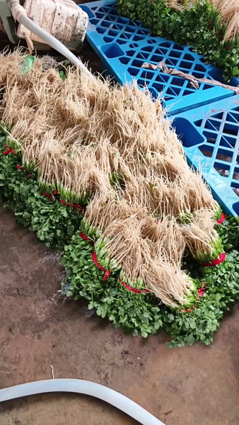 大叶香菜产地看货论价保质保量欢迎订购支持发货