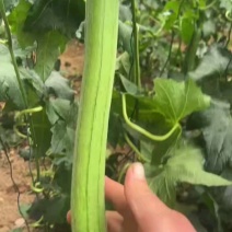 江苏鲜花丝瓜对接全国价格美丽质量好走货快欢迎询价热卖中