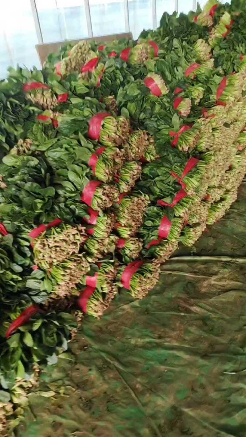 山东单县精品小菠15～18公分20～25公分量大品好价优