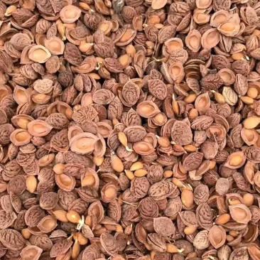 毛桃种子，桃种子，毛桃芽，辽宁毛桃芽，新疆毛桃芽