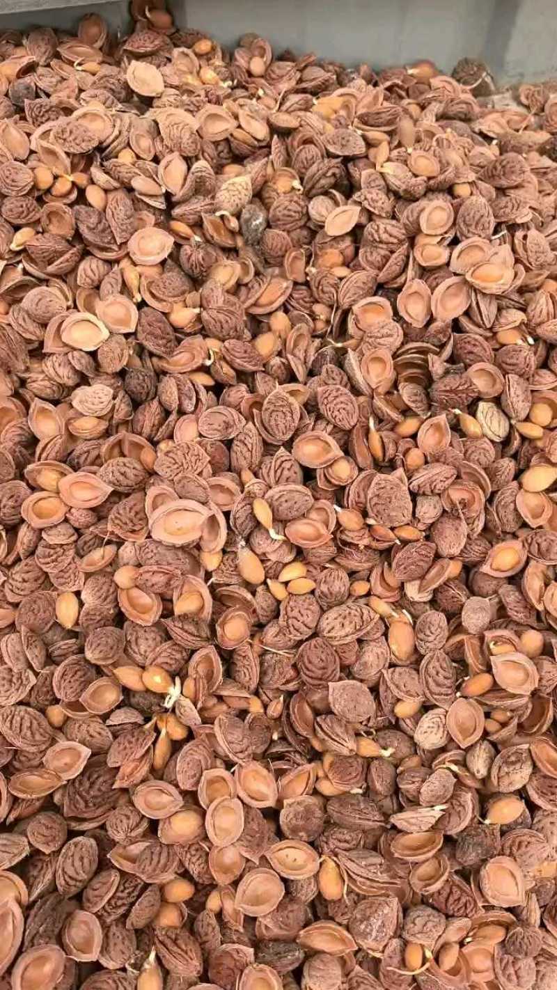 毛桃种子，桃种子，毛桃芽，辽宁毛桃芽，新疆毛桃芽