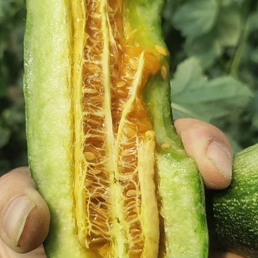羊角蜜甜瓜，蜜园十八博洋9蜜瓜，甜瓜，博洋72，蜜源18