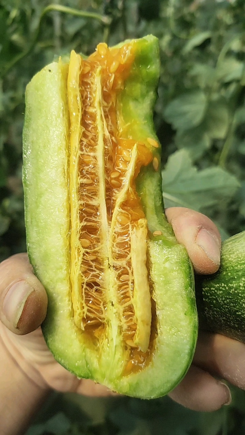 羊角蜜甜瓜，蜜园十八博洋9蜜瓜，甜瓜，博洋72，蜜源18