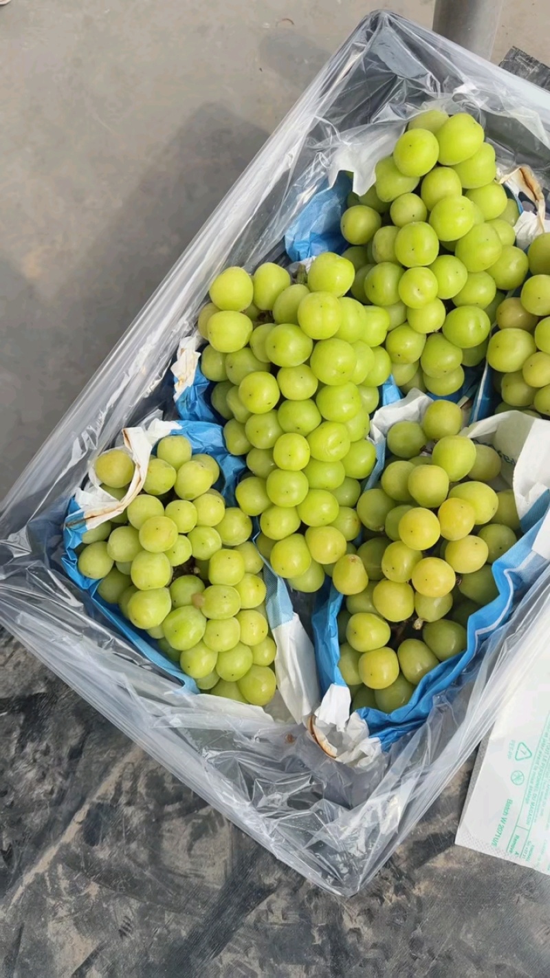 阳光玫瑰精品阳光玫瑰葡萄河北葡萄对接档口电商商标市场