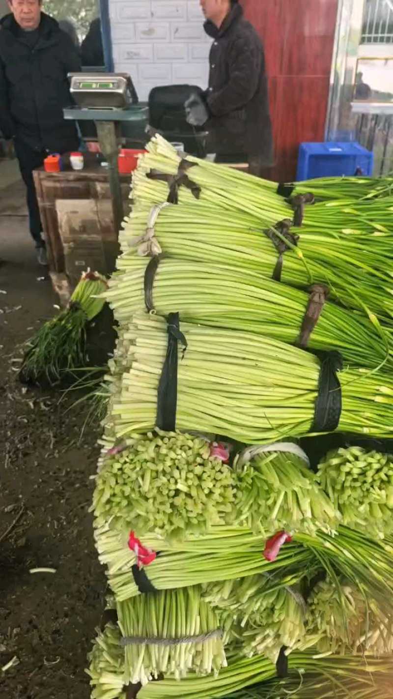 [白帽蒜苔]蒜苔各种规格对接商超市场电商欢迎来电
