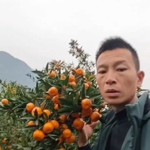 马水橘上市了，皮薄汁多，口感脆甜，入口即化。欢迎各位老板