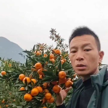 马水橘上市了，皮薄汁多，口感脆甜，入口即化。欢迎各位老板