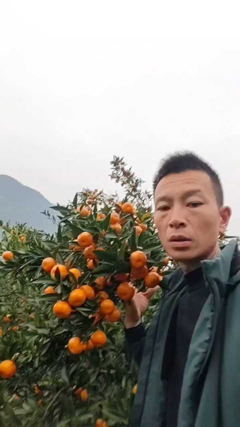 马水橘上市了，皮薄汁多，口感脆甜，入口即化。欢迎各位老板