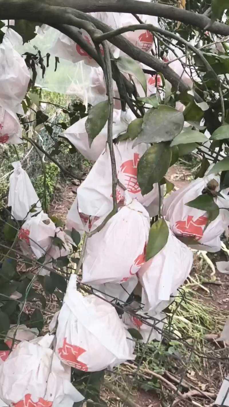 【耙耙柑】春见柑桔产地直销量大质优价格优惠一手货源