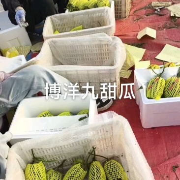 阜阳酒甜瓜装箱中，大个头超甜口感！