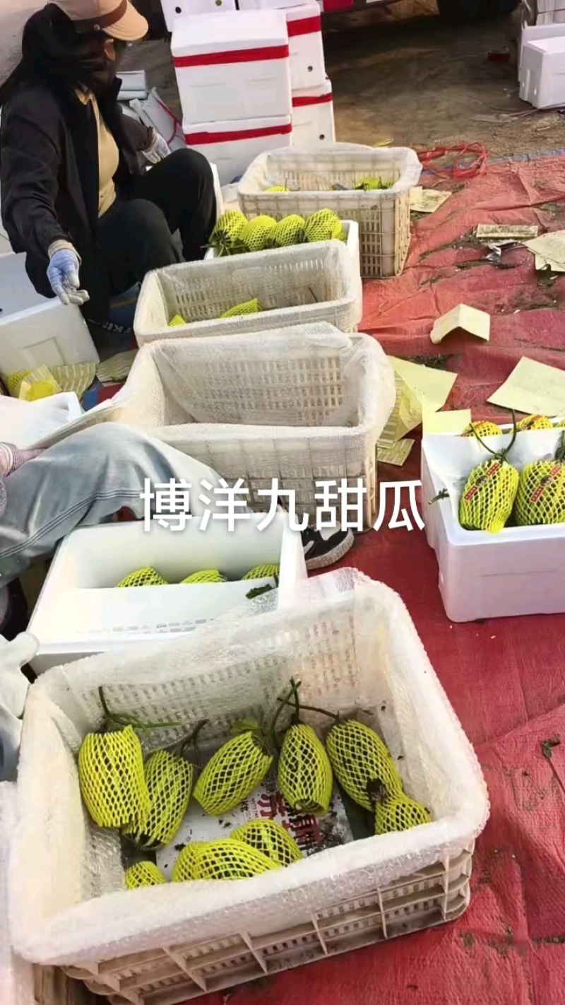 阜阳酒甜瓜装箱中，大个头超甜口感！