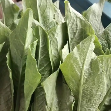 油麦菜小油麦菜永年蔬菜商超配车社区团购代收代发