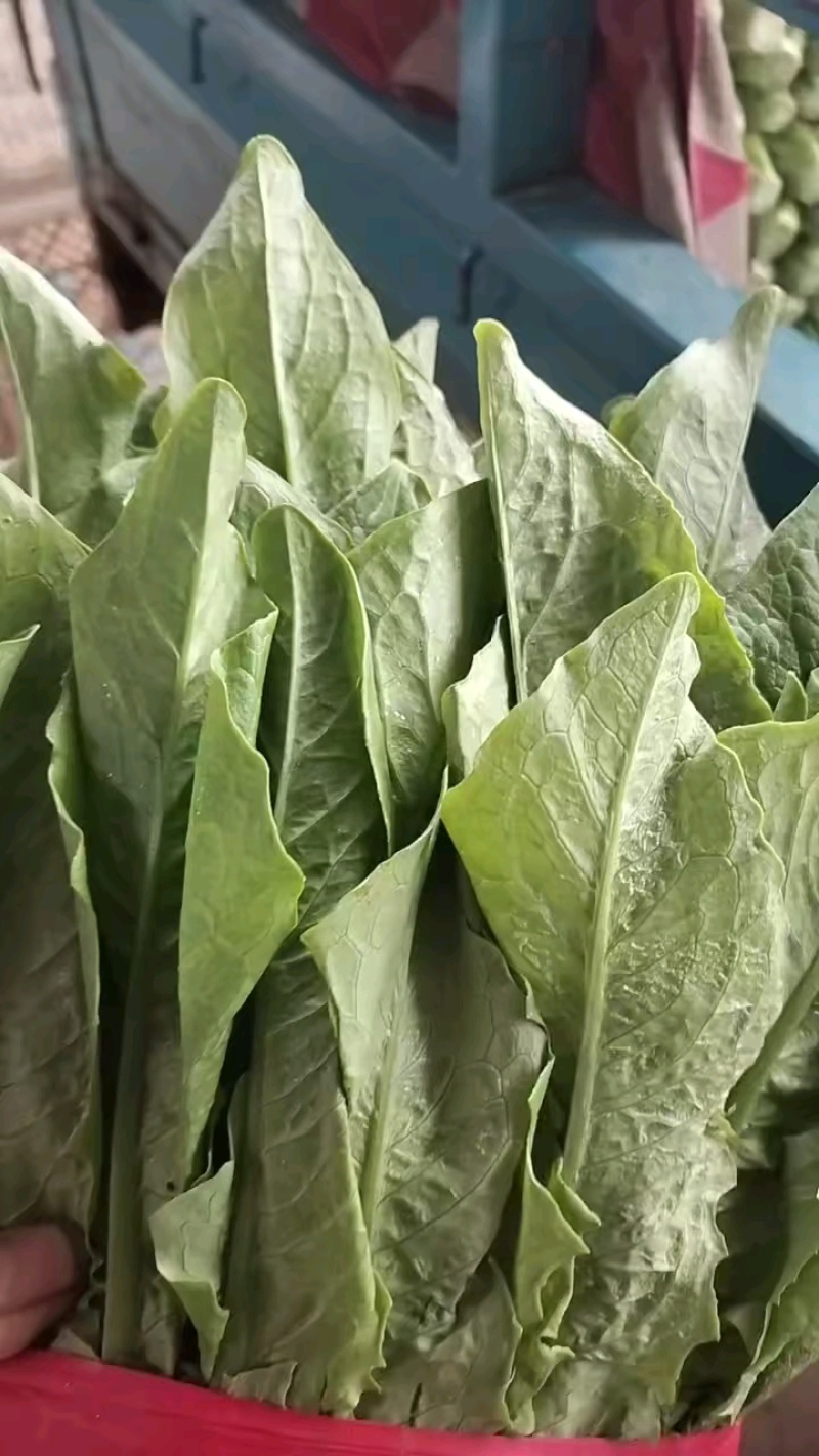油麦菜小油麦菜永年蔬菜商超配车社区团购代收代发