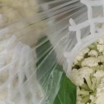 有机花菜山东松花1~2斤乳白质量产地直发