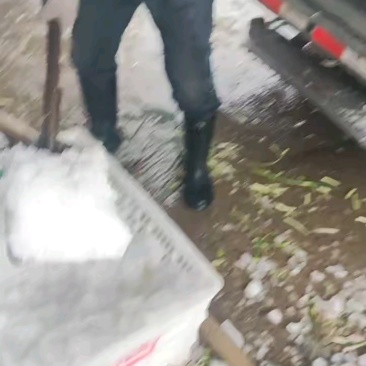 湖北荆门白帽蒜薹产地直发一手货源批发品质保证价格美丽
