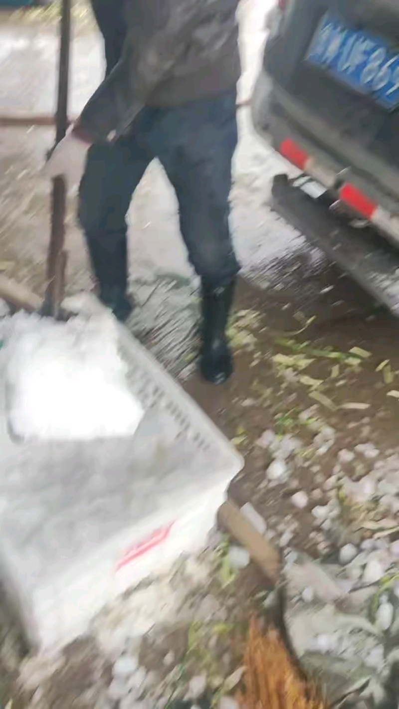 湖北荆门白帽蒜薹产地直发一手货源批发品质保证价格美丽