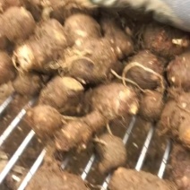 【推荐】山东大棚芋头精品毛芋头品质保证量大从优欢迎采购