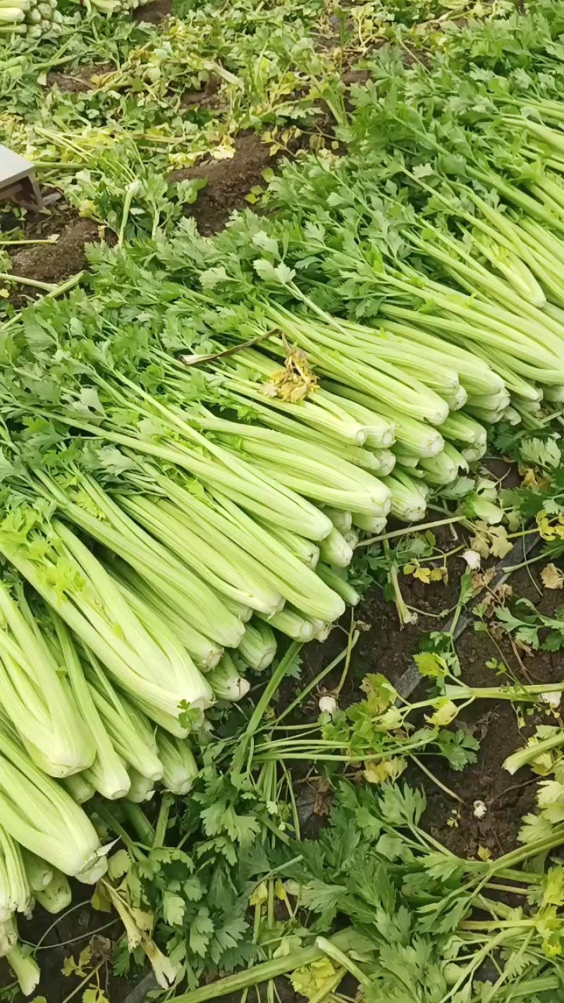 芹菜河南优质西芹暖棚西芹菜玻璃翠，手工好产地直销