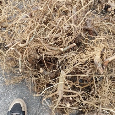 正宗白花牛奶根干货，统货阳枝5厘米以下香味浓郁
