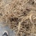 正宗白花牛奶根干货，统货阳枝5厘米以下香味浓郁