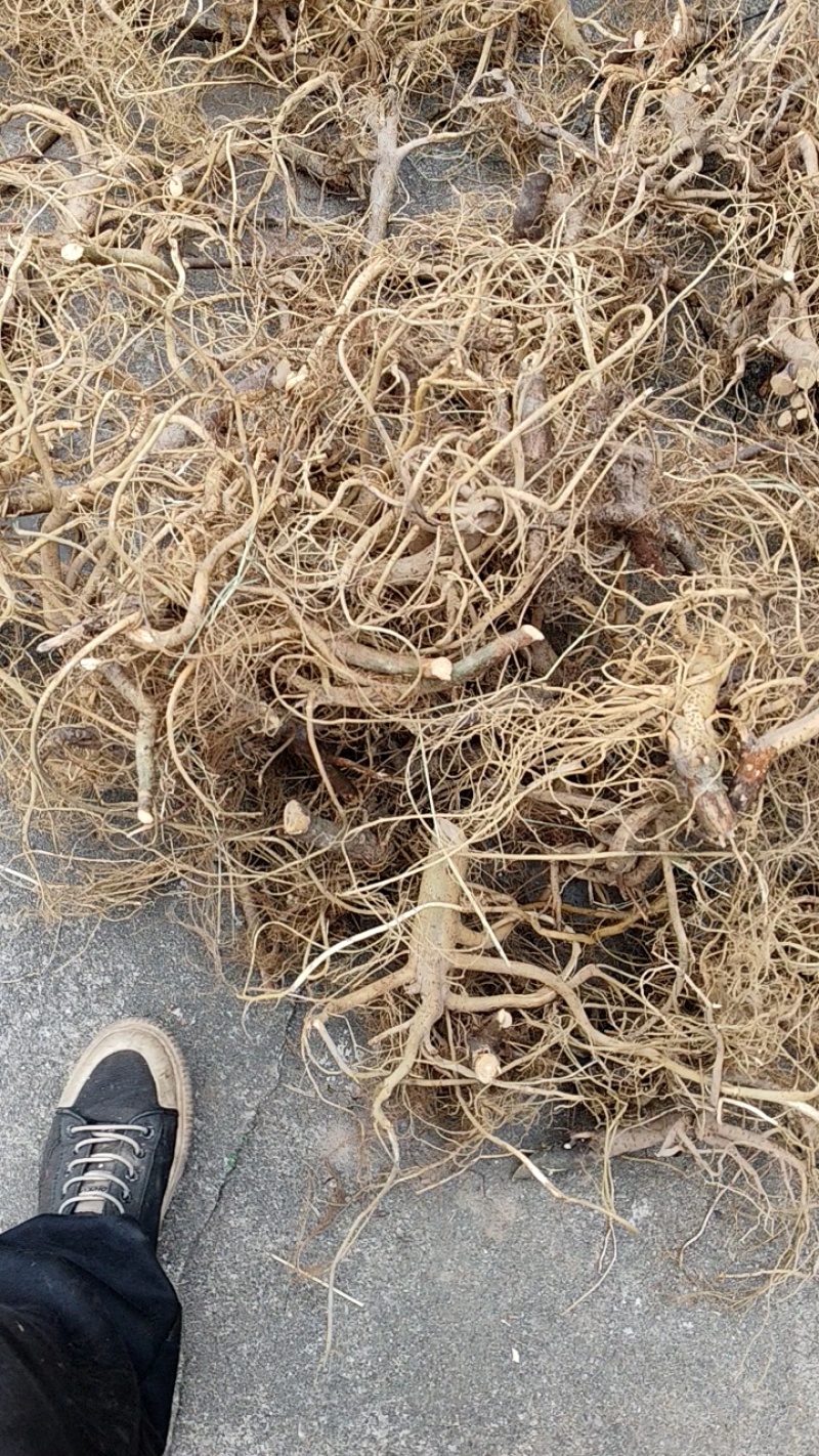 正宗白花牛奶根干货，统货阳枝5厘米以下香味浓郁