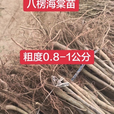 海棠实生苗嫁接苹果好沾木现挖现发保湿邮寄