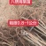 海棠实生苗嫁接苹果好沾木现挖现发保湿邮寄
