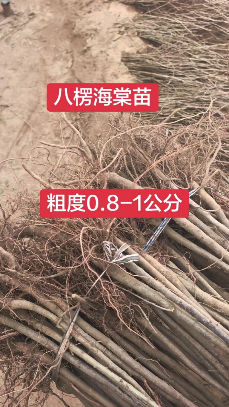 海棠实生苗嫁接苹果好沾木现挖现发保湿邮寄
