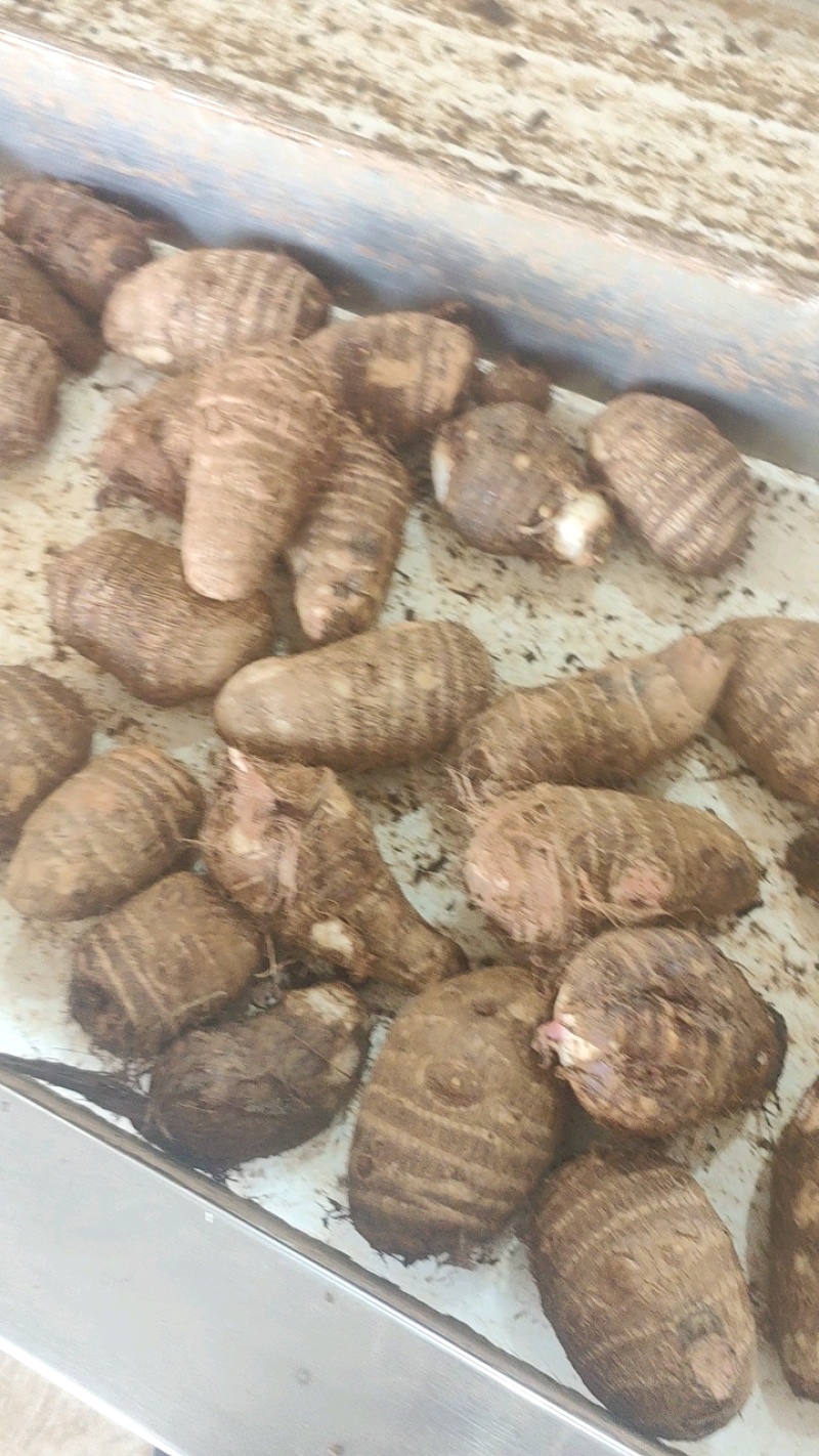 精品毛芋头芋头8520牛奶芋头电商超市商超