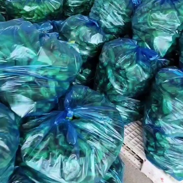 江苏精品301辣椒大量上市品质保证一手货源量大从