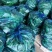 江苏精品301辣椒大量上市品质保证一手货源量大从
