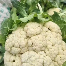 散菜花