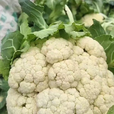 散菜花