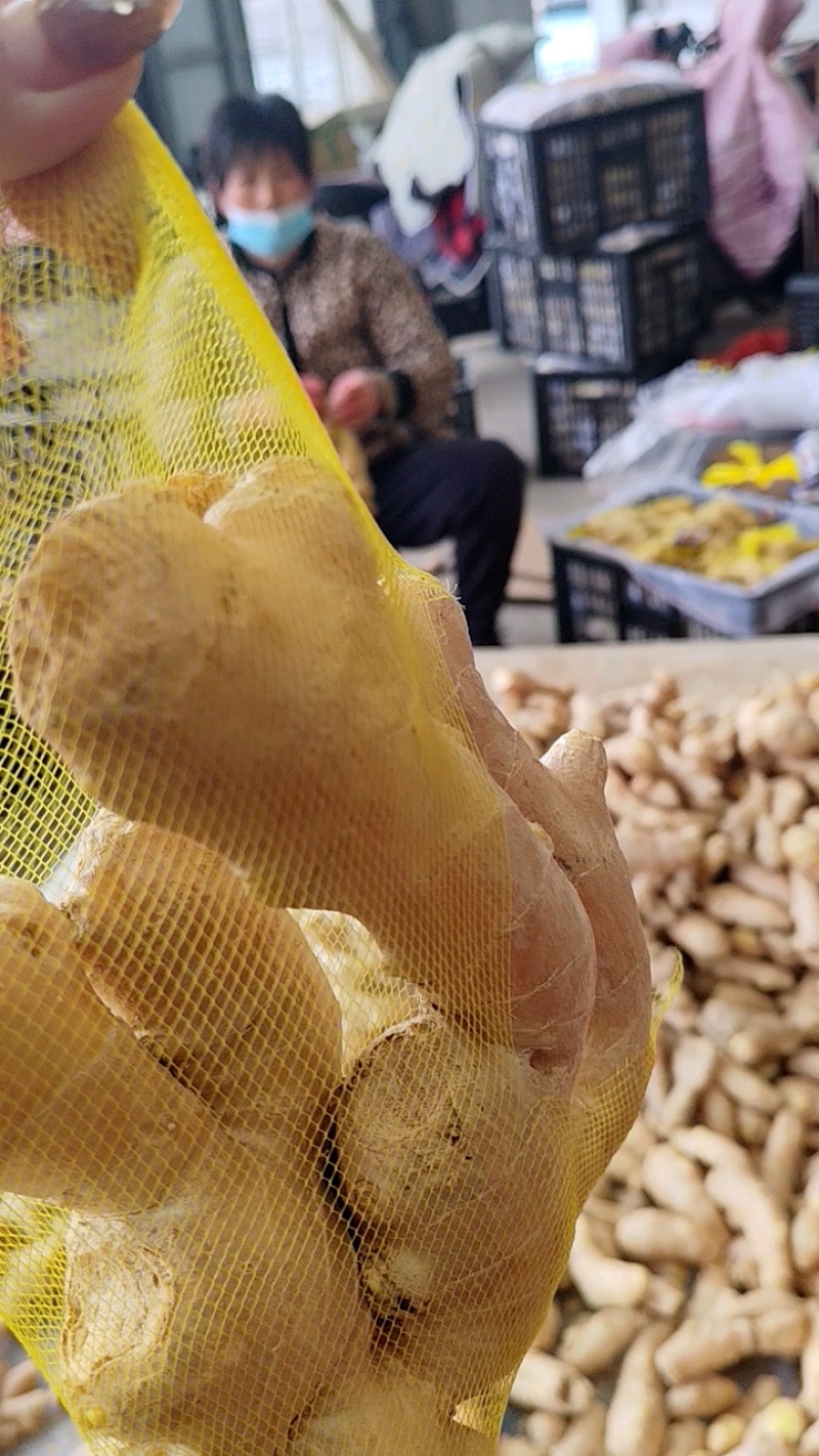 小黄姜优质小黄姜产地批发精品小黄姜品质好全国物流发货