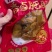 腾汇新出香卤肥肠，货量充足！