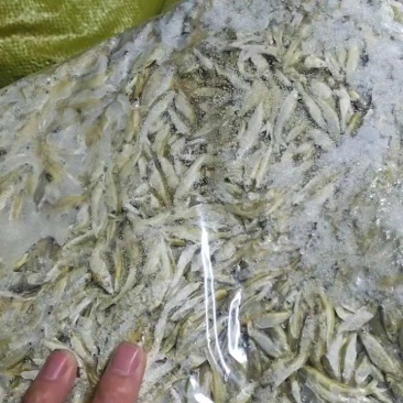 麦穗鱼规格齐全质量保证诚信经营欢迎咨询